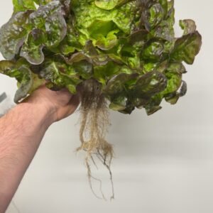 AEROPONIC RED OAK LETTUCE
