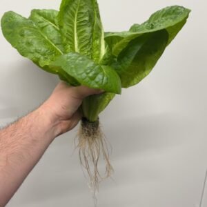 AEROPONIC ROMAINE LETTUCE