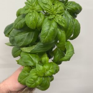 AEROPONIC BASIL