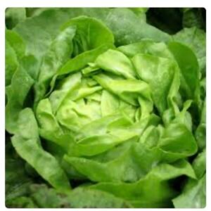 AEROPONIC BUTTER BIB LETTUCE